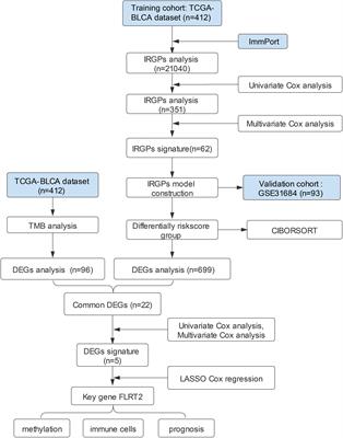 Identification of FLRT2 as a key prognostic gene through a comprehensive analysis of TMB and IRGPs in BLCA patients